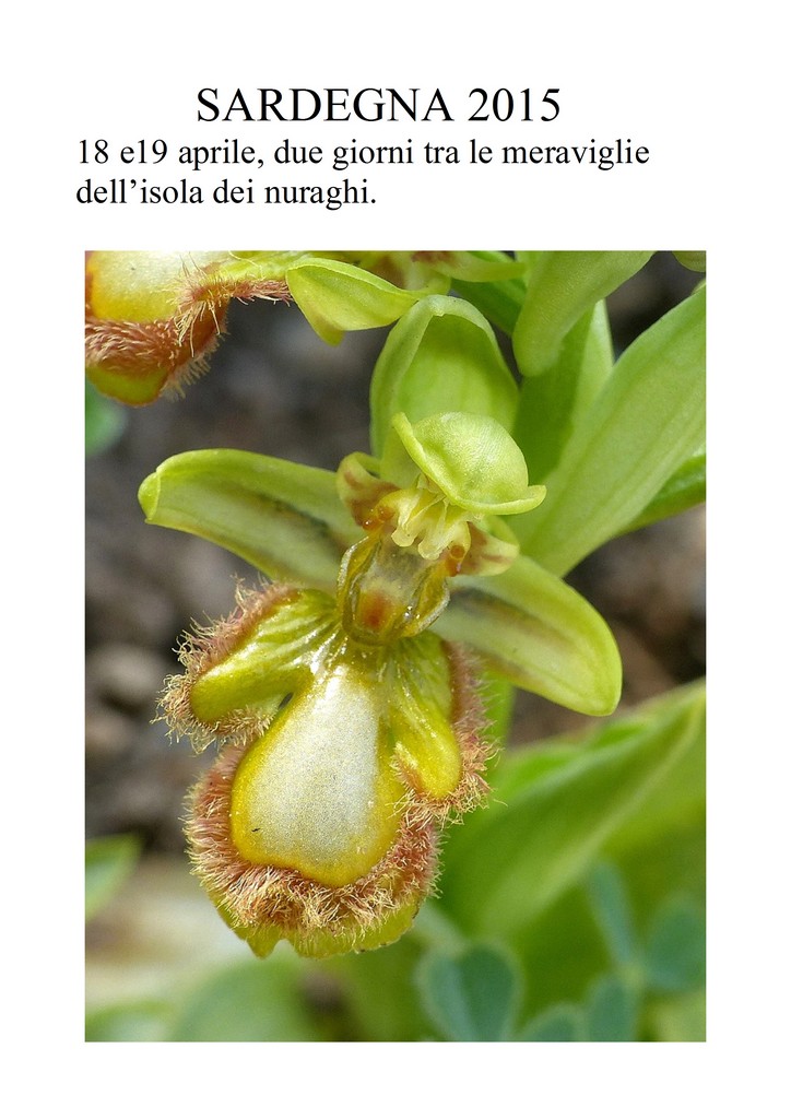 Orchidee in Sardegna, un fine settimana a 78 giri!